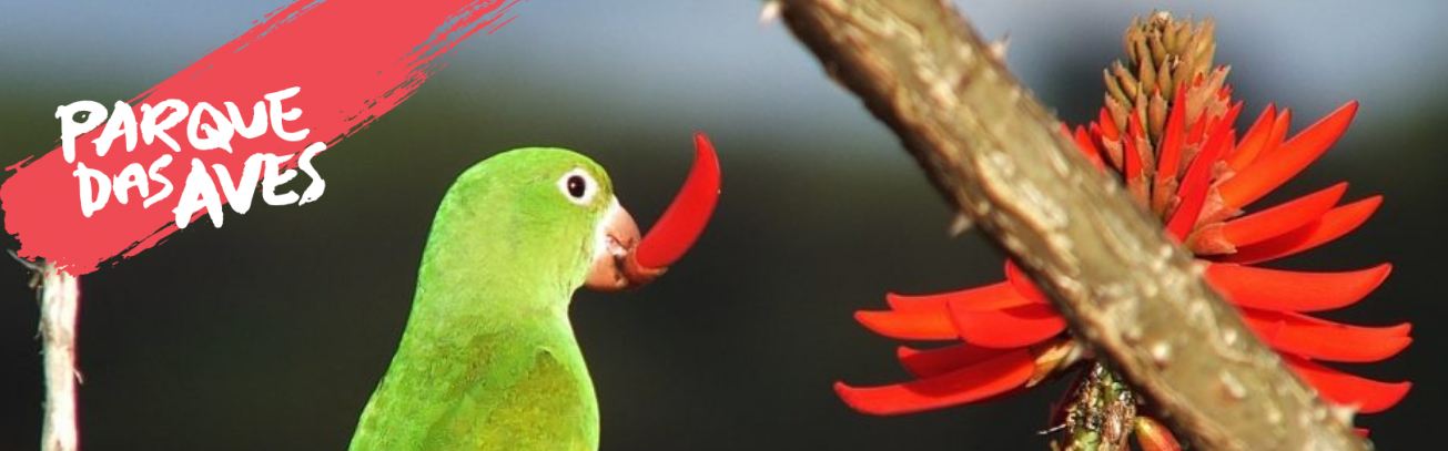7 plantas medicinais da Mata Atlântica