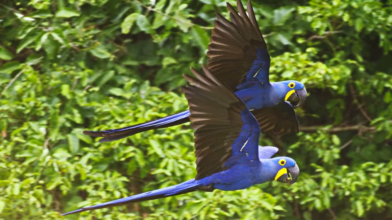 Arara Azul