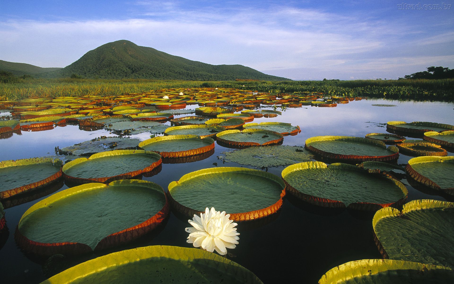 Bioma Amazônia