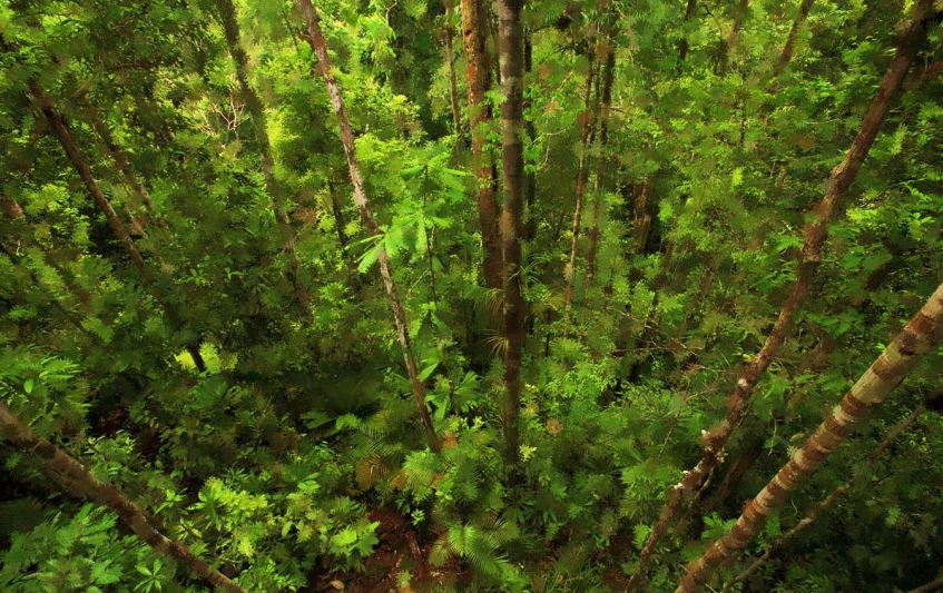 Floresta Nacional de Altamira
