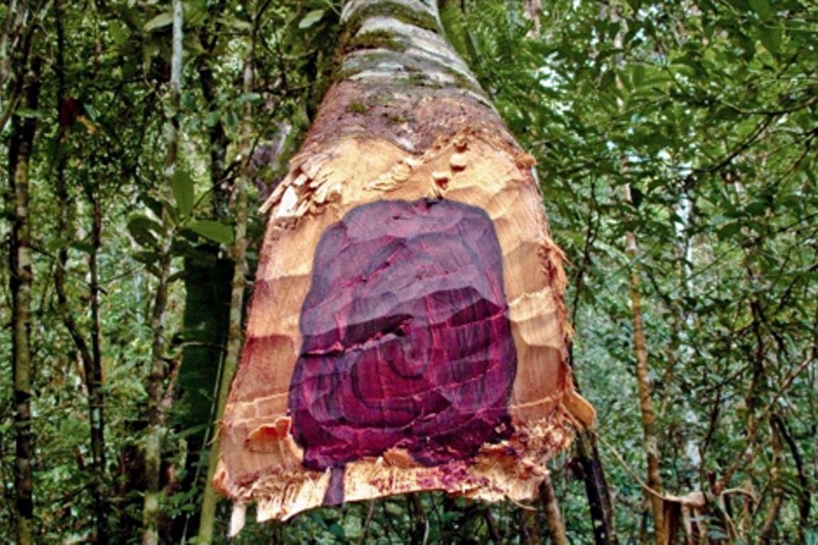 Floresta Nacional de Pau-Rosa