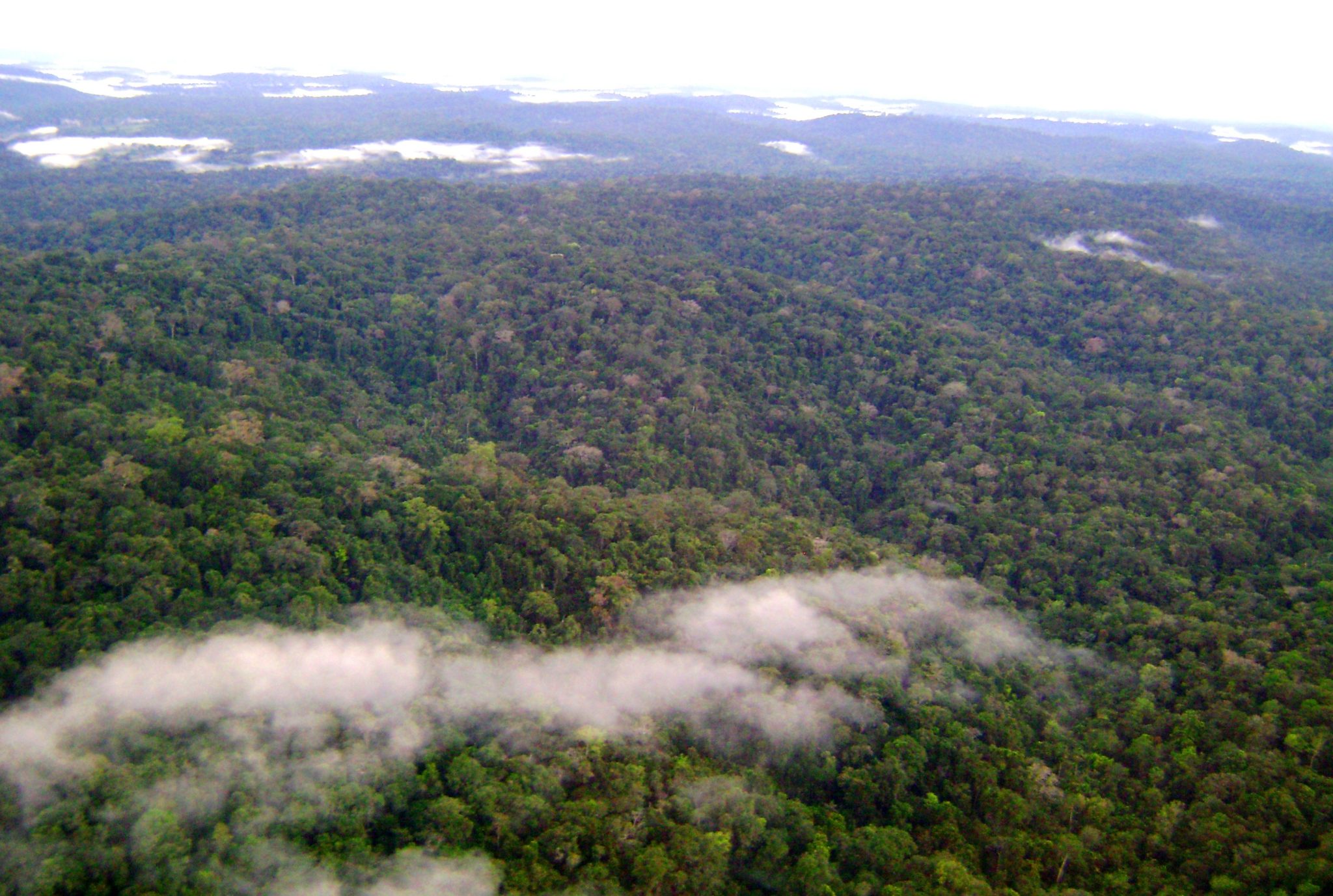 Floresta Nacional do Amana
