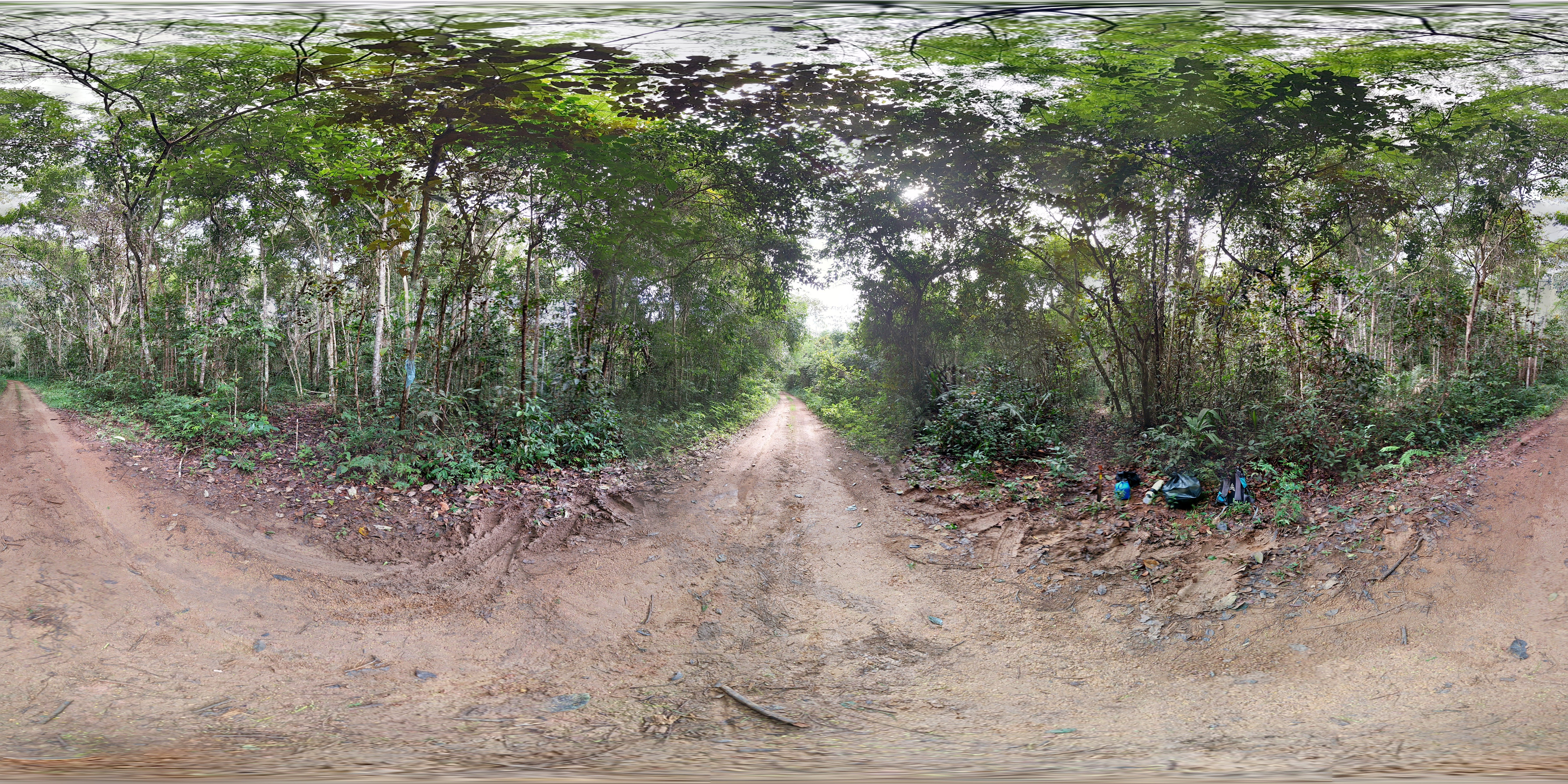 Floresta Nacional do Jamari