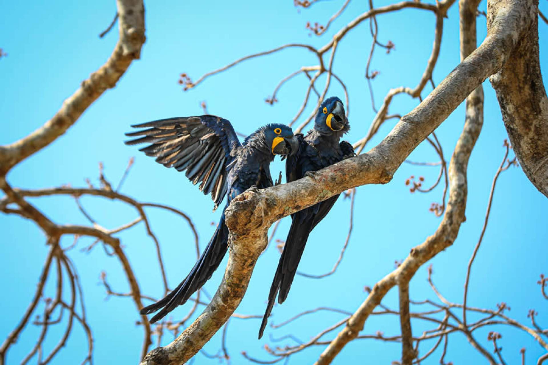 O Projeto Arara Azul