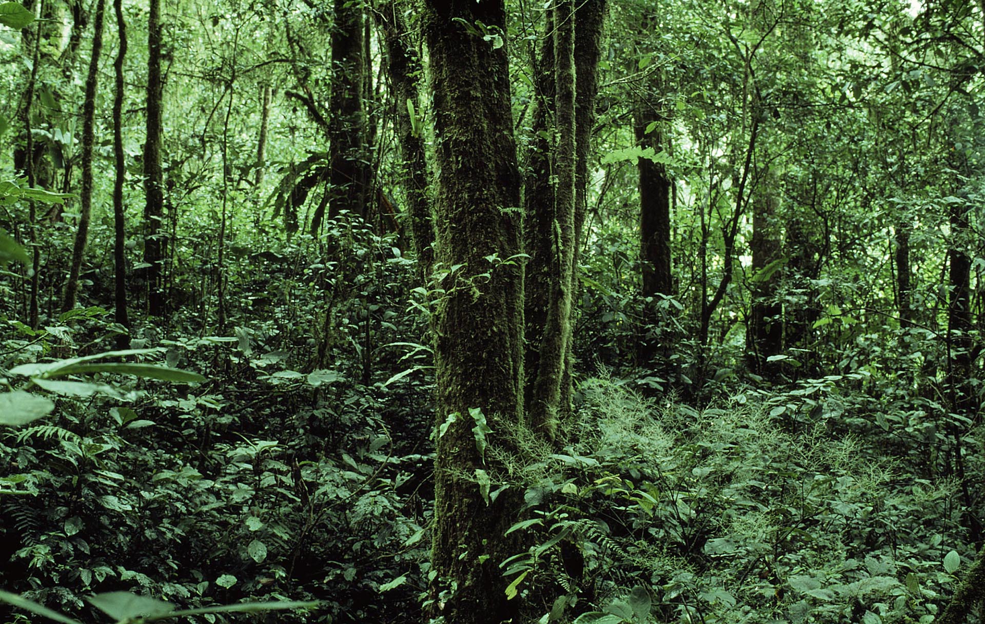 RPPN Olho-de-fogo-rendado