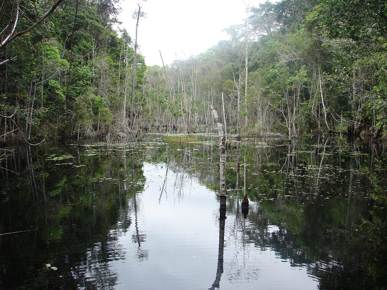 Reserva Biológica do Córrego Grande