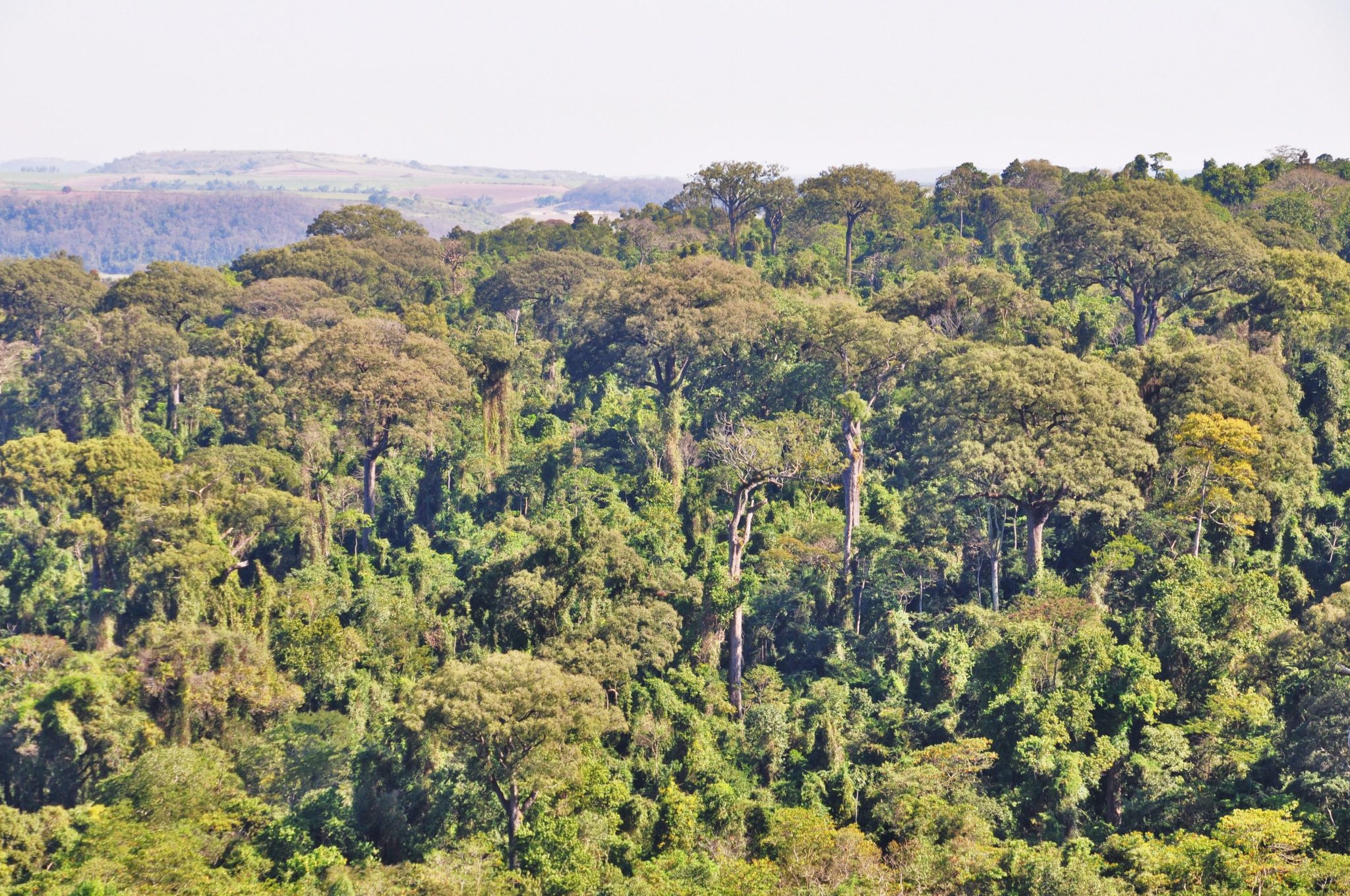 Área de Relevante Interesse Ecológico Buriti de Vassununga