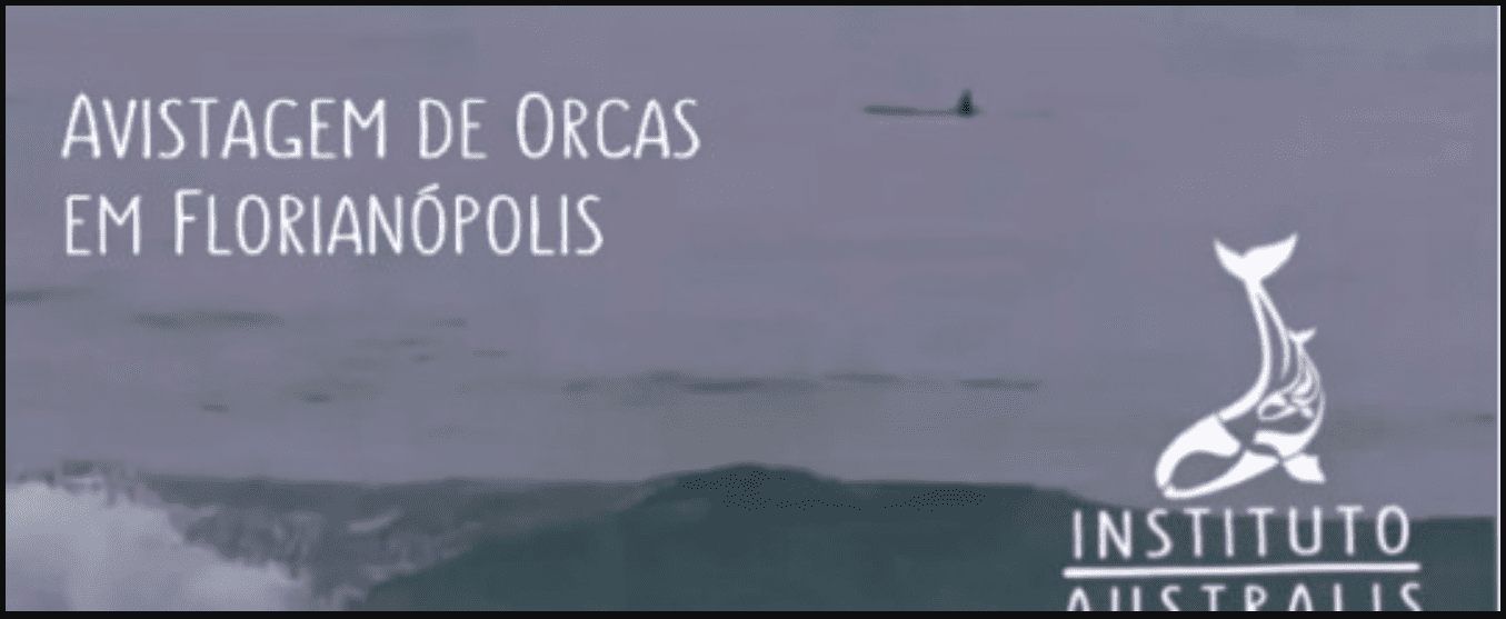 Instituto Australis faz registro de um grupo de Orcas no Costão do Santinho em Florianópolis