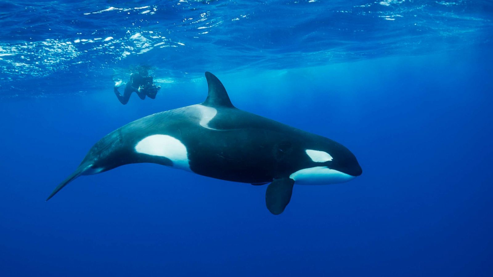 Predadores máximos do oceano: Como vivem as orcas?