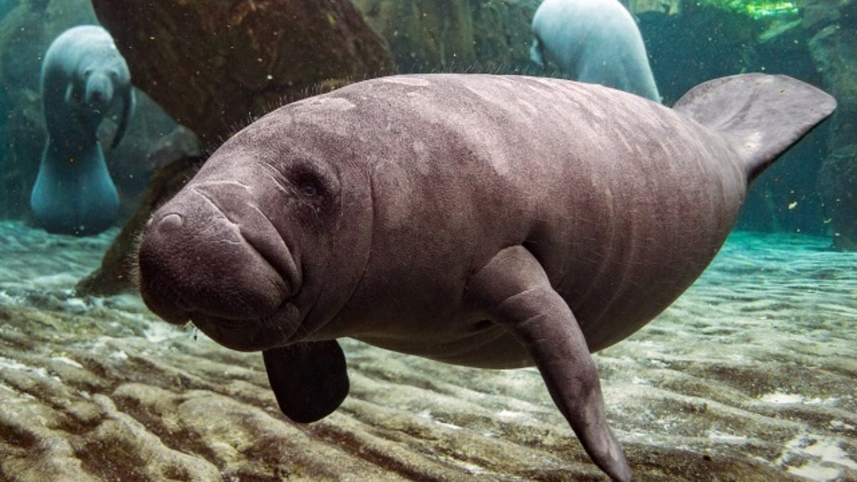 Peixe-boi: um dócil animal ameaçado