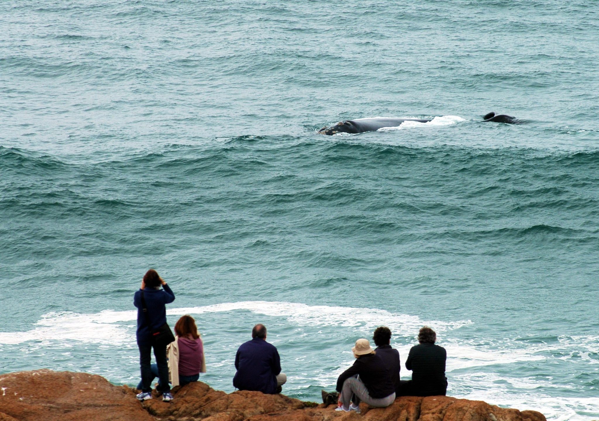 Turismo de Observação